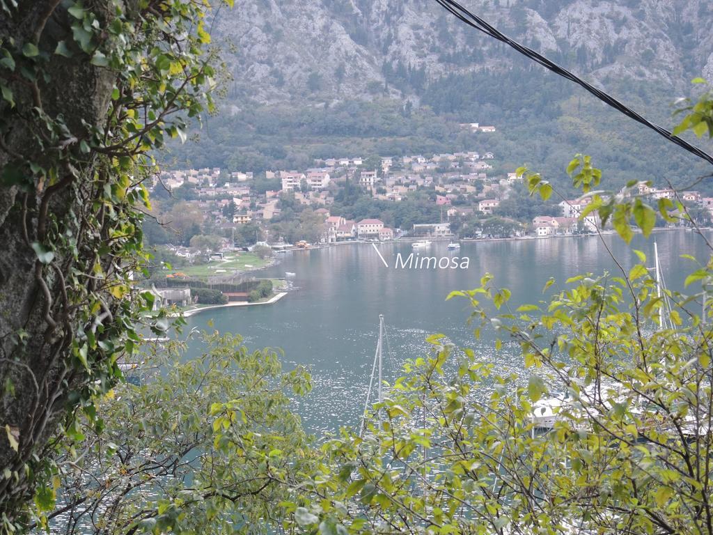 Apartment Mimosa Kotor Rom bilde
